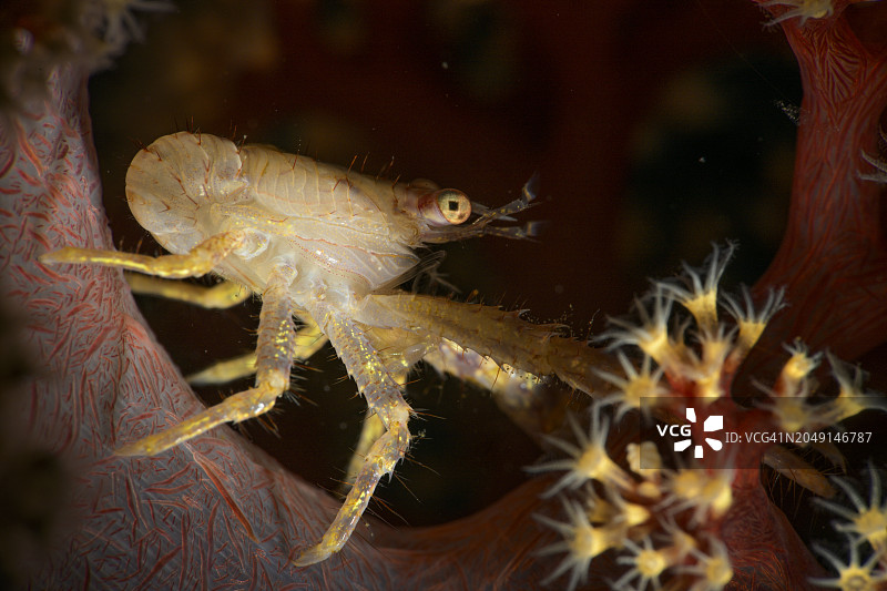 珊瑚中的螃蟹图片素材