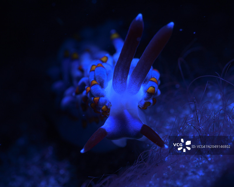 裸鳃亚目动物图片素材