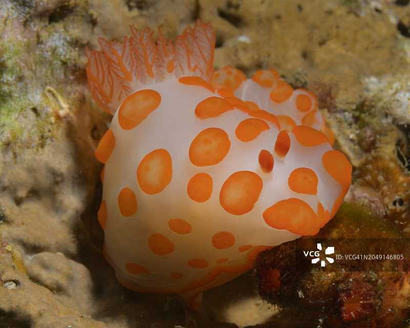 裸鳃亚目动物图片素材