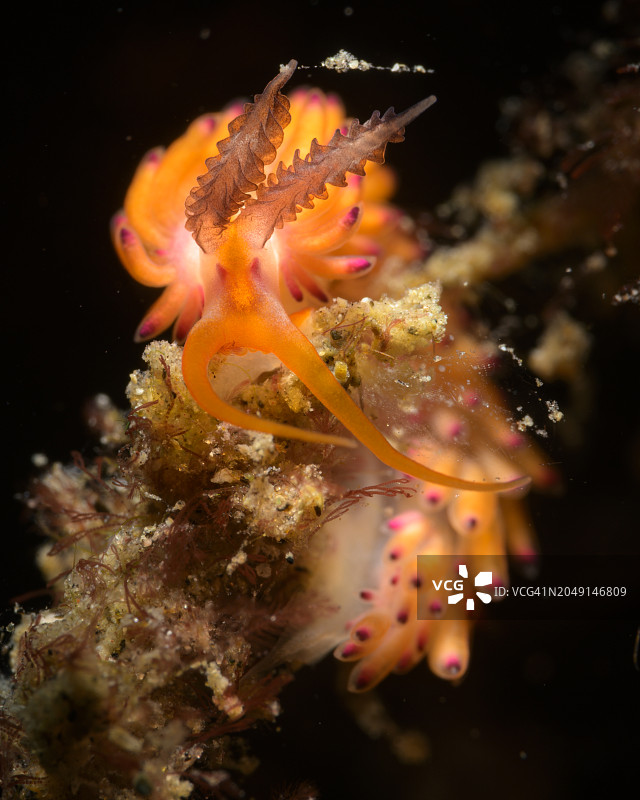 裸鳃亚目动物图片素材