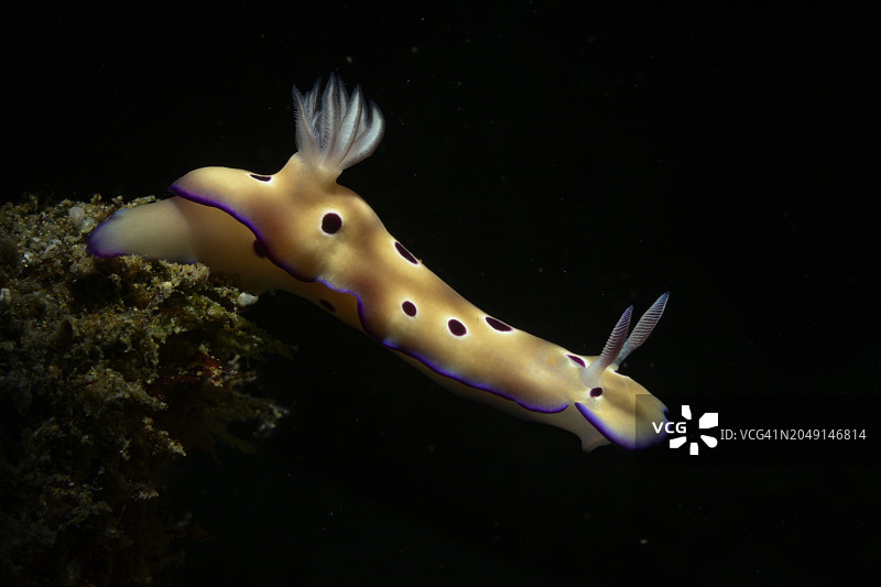 裸鳃亚目动物图片素材