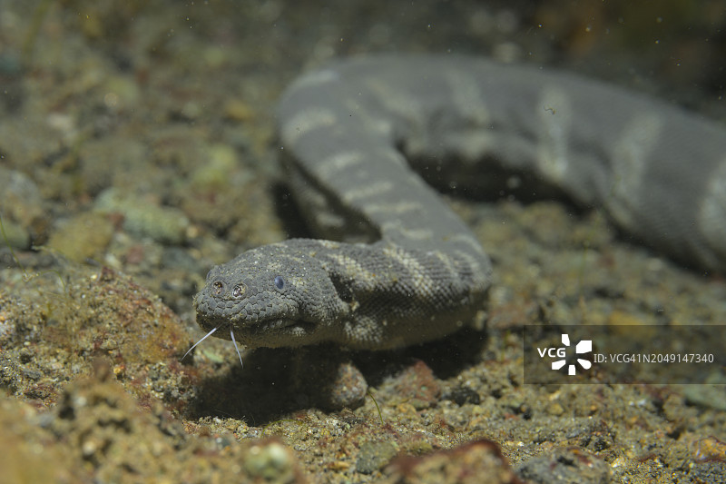 海蛇吐舌捕猎图片素材