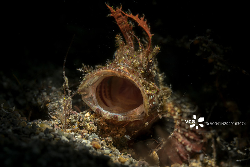 须蓑鲉打哈欠图片素材