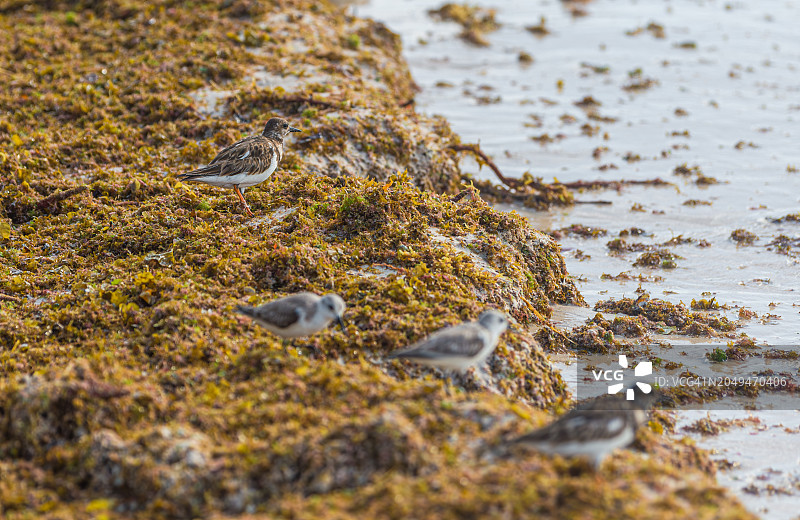 站在马尾藻海滩上的岸鸟图片素材