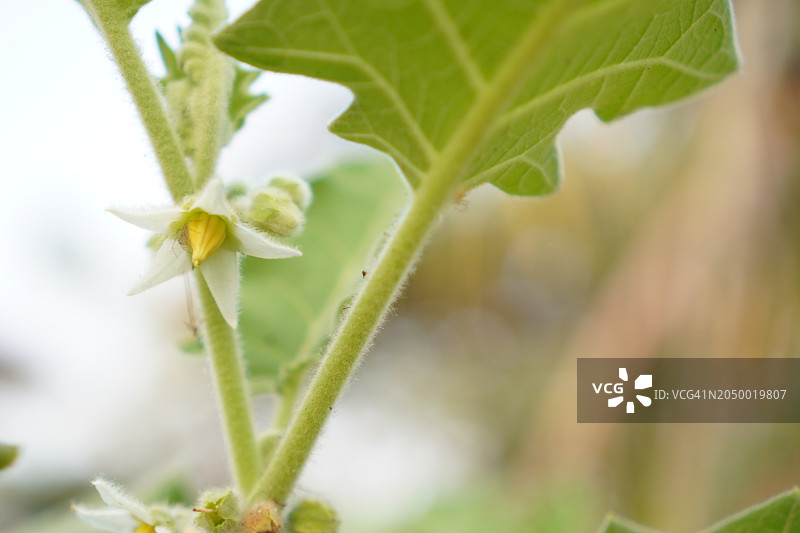 Bolo Maka茄图片素材