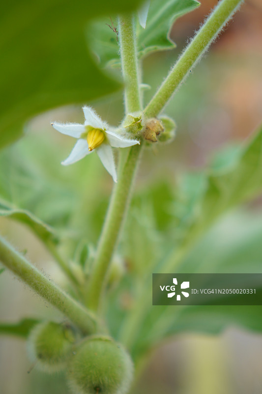 Bolo Maka茄图片素材