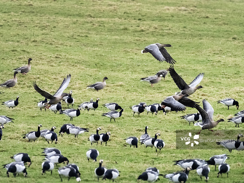 英国诺森伯兰郡沃伦磨坊的白额黑雁和短嘴豆雁图片素材