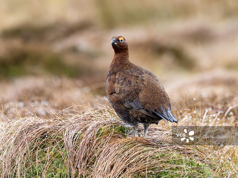 在英国约克郡沼泽地上的苏格兰雷鸟图片素材
