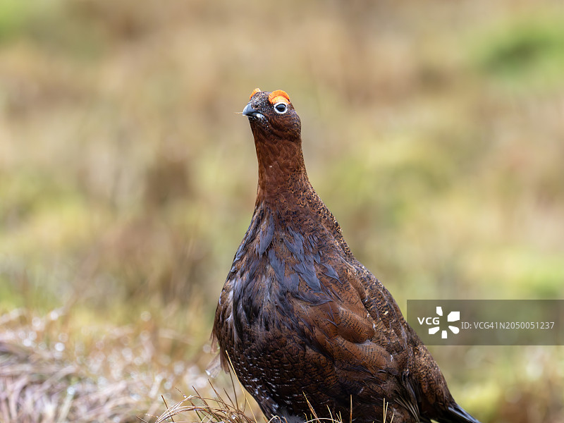 在英国约克郡沼泽地上的苏格兰雷鸟图片素材