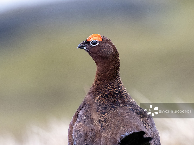 在英国约克郡沼泽地上的苏格兰雷鸟图片素材