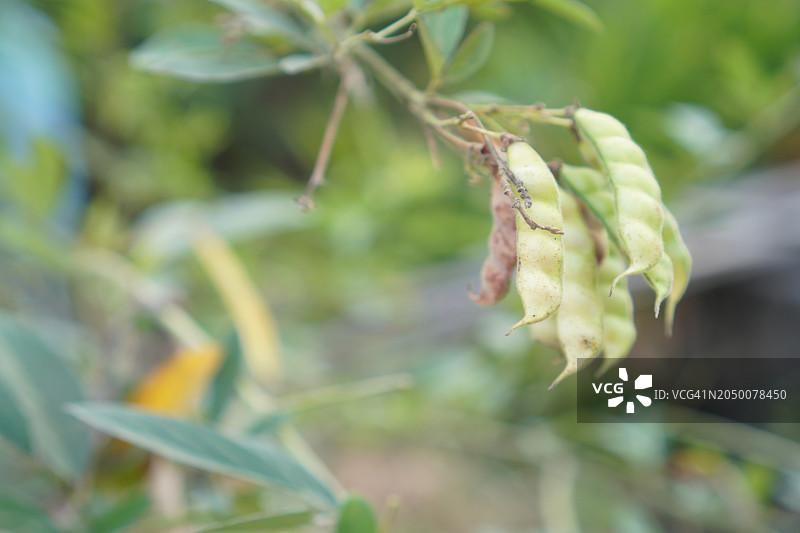 木豆，豆科植物，自然背景下的蔬菜图片素材