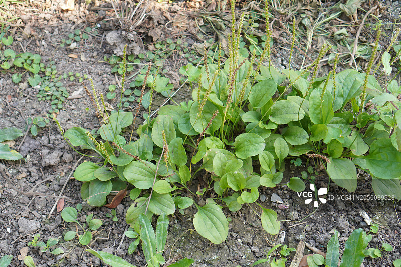 车前草泰国草药图片素材