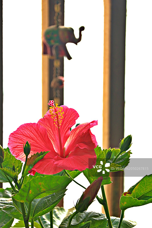 印度公寓阳台花园里的芙蓉花图片素材