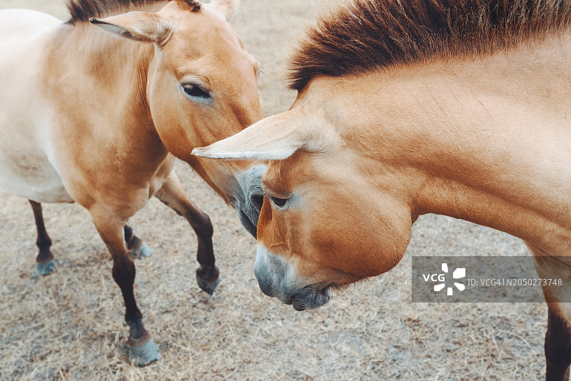 草原上两匹普氏野马的特写，背景是干草图片素材