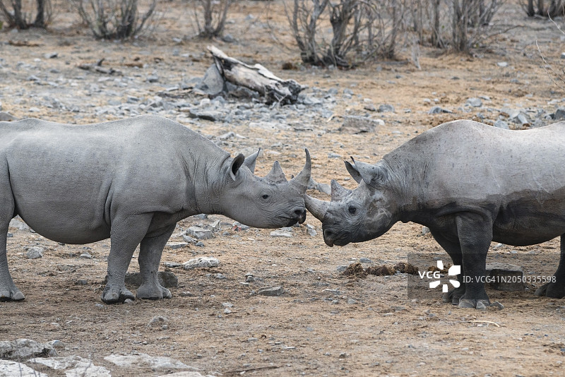 两只黑犀牛相遇图片素材