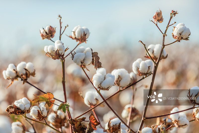 田野里准备收割的成熟棉花植物特写图片素材