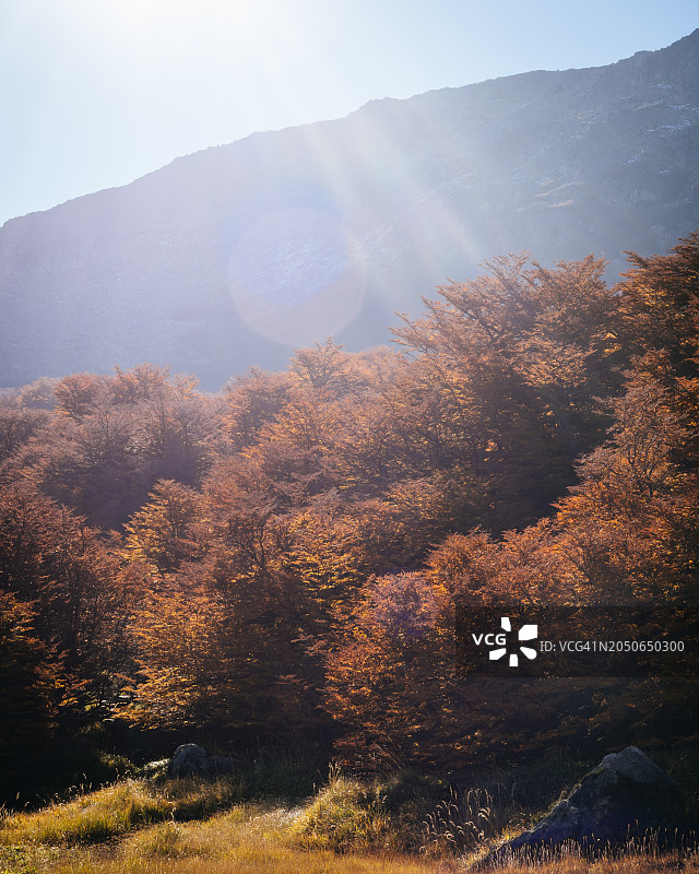 阿劳卡尼亚的秋天图片素材