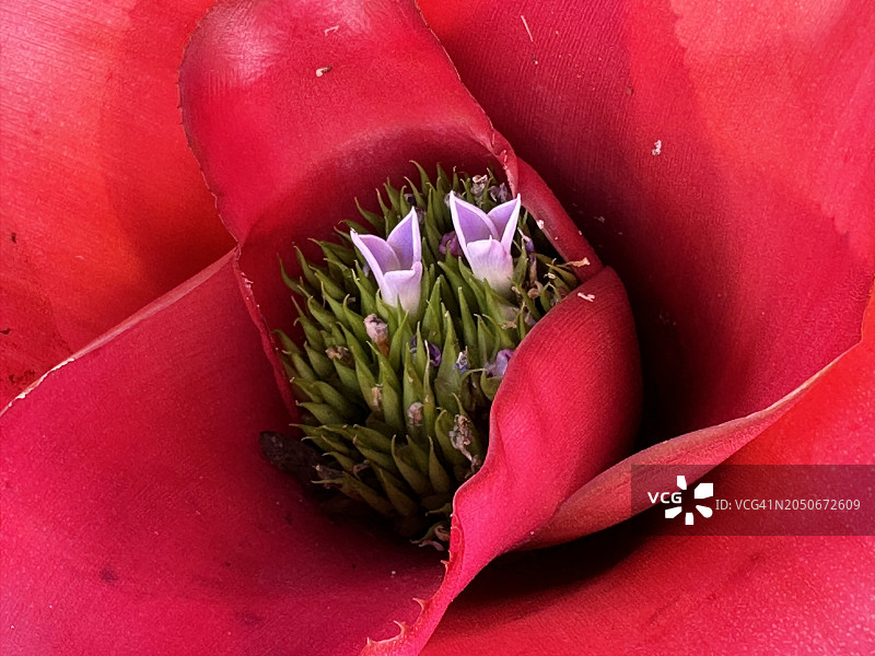 花中的花园图片素材