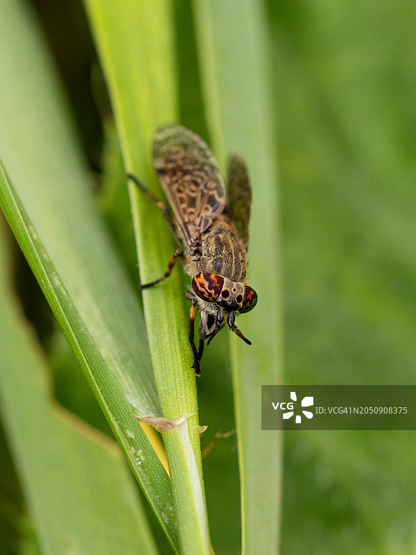 具有彩色眼睛的苍蝇落在绿叶上的特写：马蝇图片素材
