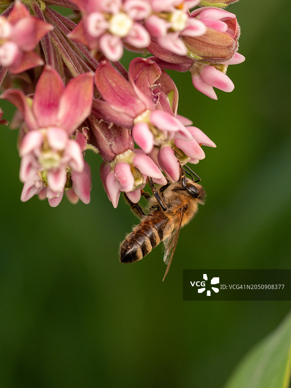 蜜蜂为粉色马利筋花授粉特写图片素材
