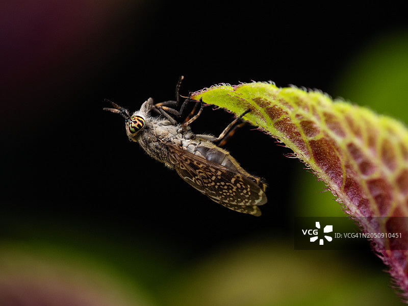 具有彩色眼睛的苍蝇落在绿叶上的特写：马蝇图片素材