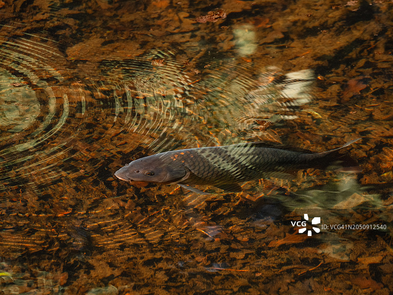 清澈池塘水面下畅游的大鲤鱼，锦鲤图片素材