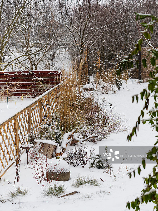 覆盖着白雪的花园冬季景观，种植着灌木、多年生植物和观赏草，围栏沿线的混合花境，羽茅图片素材