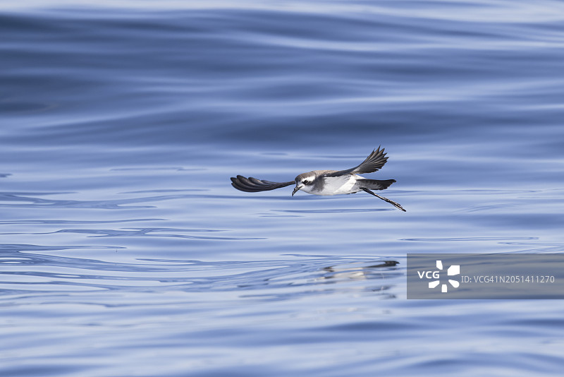 白脸海燕图片素材