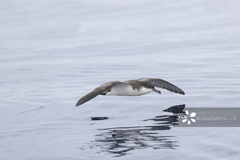 布勒氏剪水海燕，新西兰特有图片素材