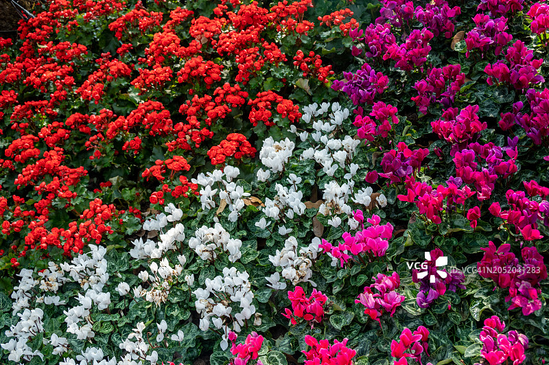 花园中盛开的仙客来花朵，冬季传统花卉图片素材