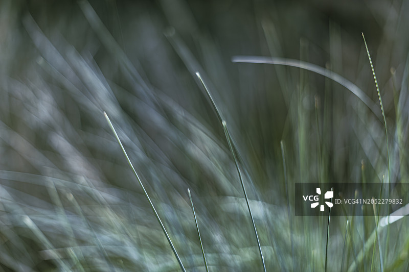 拉比拉德氏早熟禾-簇生草图片素材