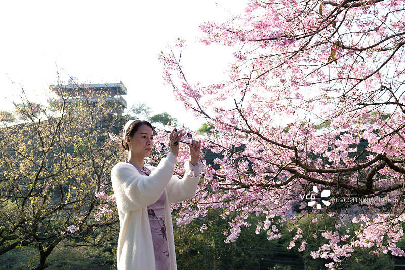 女人在樱花树下用智能手机拍照图片素材
