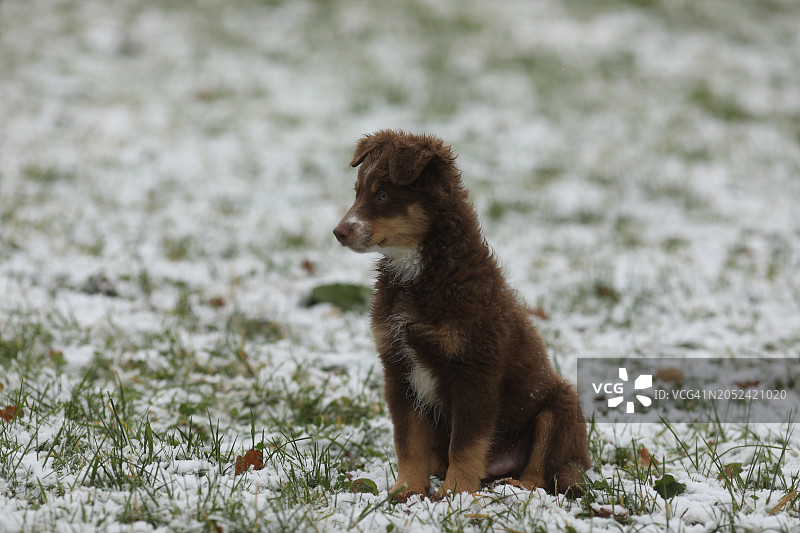 棕色狗坐在雪地里图片素材