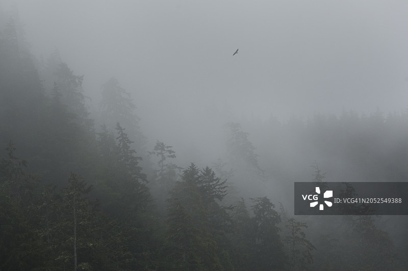 海达瓜依森林图片素材