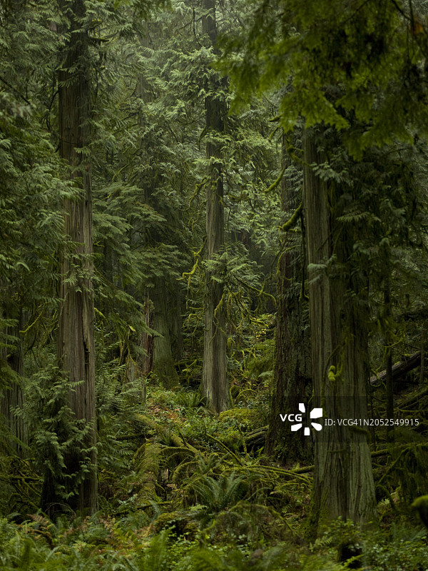 原始温带雨林图片素材