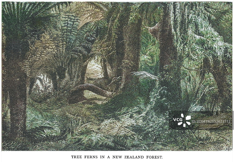 新西兰森林中树蕨的古老雕刻插图图片素材