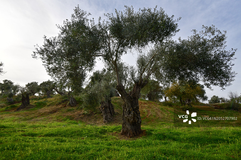 古老的橄榄树图片素材
