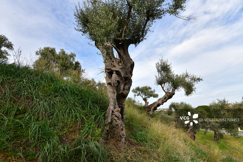 古老的橄榄树图片素材