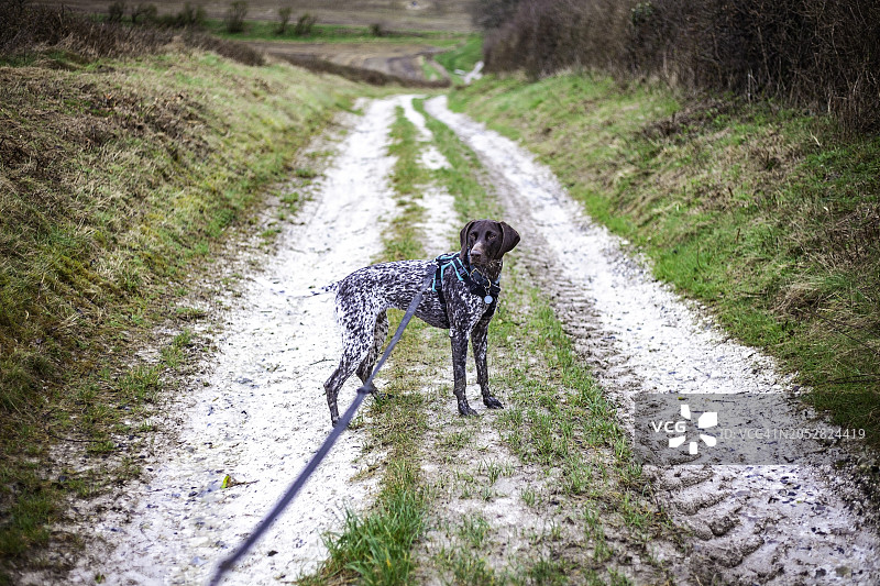 牵引绳上的德国短毛指示犬图片素材