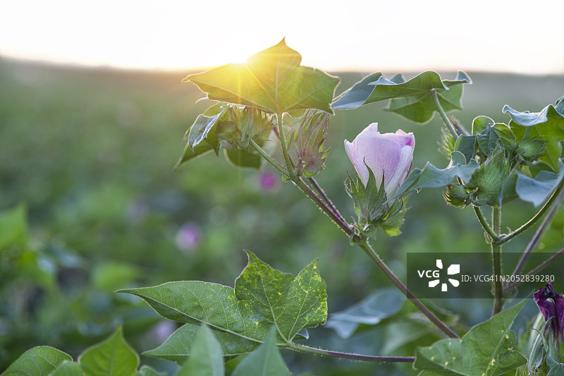 西班牙的棉花图片素材