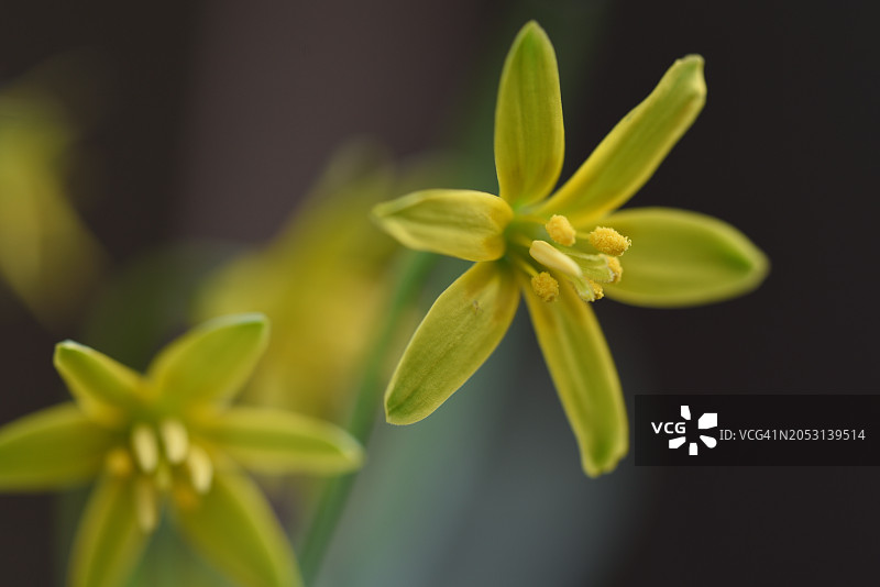 Gagea lutea图片素材