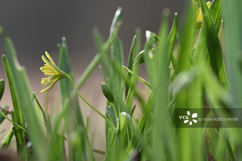 鲜花盛开图片素材