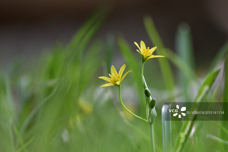 Gagea lutea图片素材