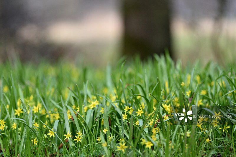 Gagea lutea图片素材