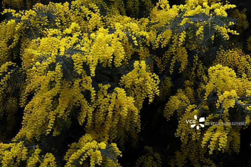 法国南部的含羞草森林图片素材