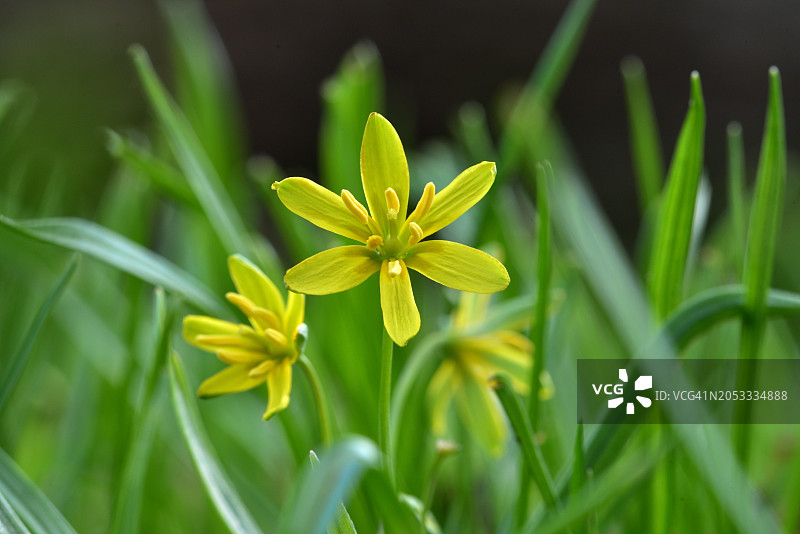 Gagea lutea图片素材
