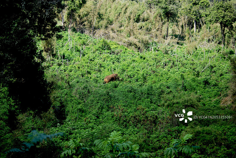 俯视茂密绿植中的大象图片素材