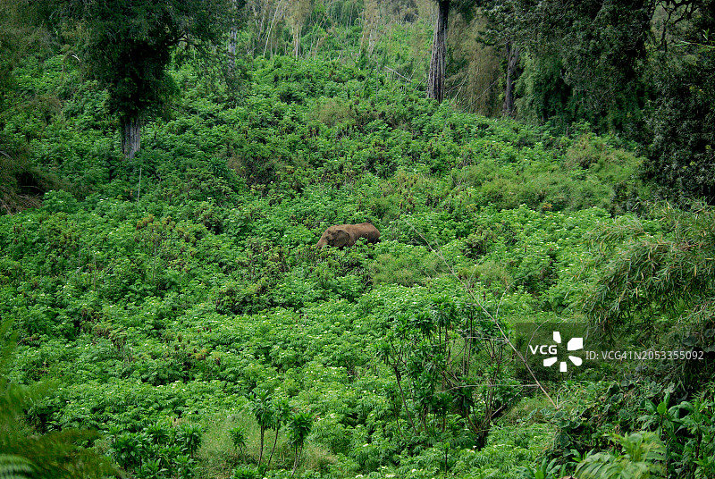 俯视茂密绿植中的大象图片素材