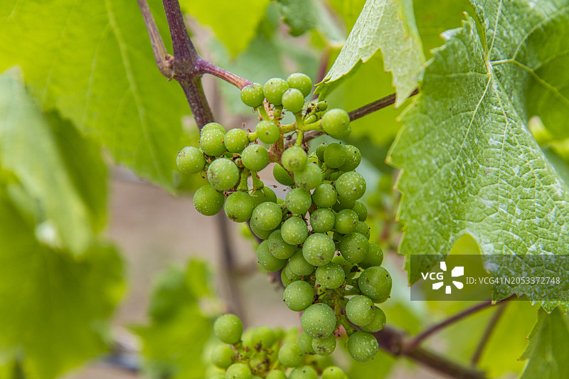 英国西萨塞克斯葡萄园图片素材