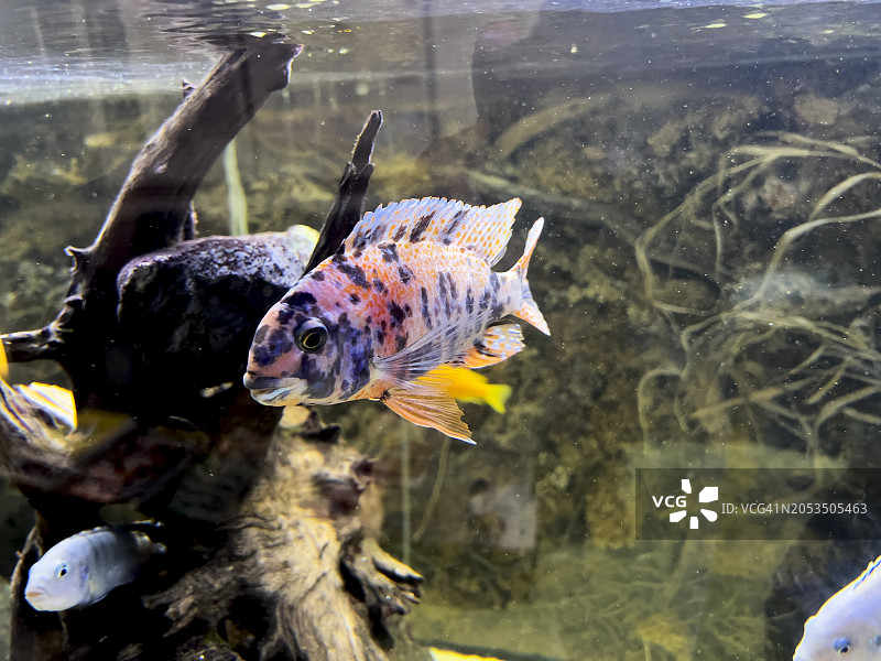 观赏鱼：石斑鱼图片素材